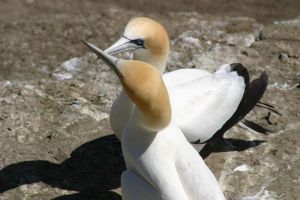 22Apr2016060425Gannets  039.jpg